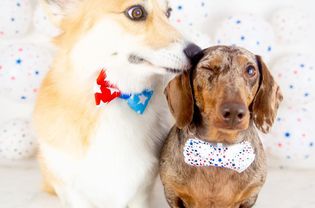 A corgi wearing a bow tie licking the ear of a dachshund also wearing a bow tie.