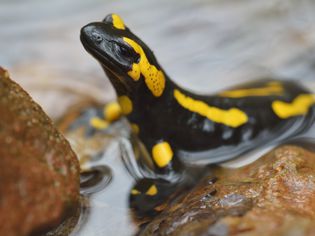 European Fire Salamander