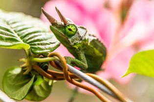 Green chameleon climbing on vine with leaves and pink flower closeup