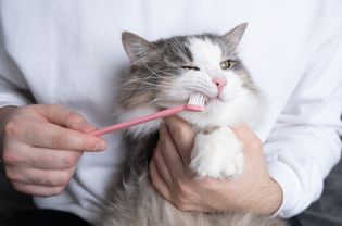 Cat Toothbrush