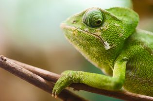 Chameleon on branch