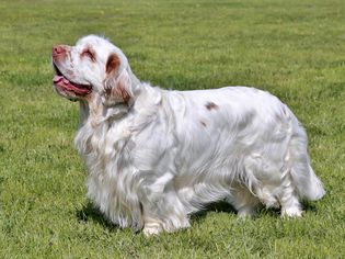 成年长毛猎犬的侧面轮廓