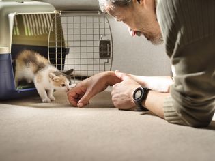 小猫走你t of a cat carrier and sniffing person's hand