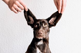 Common Ear Problems in Dogs