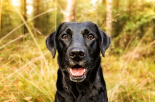 黑色拉布拉多犬直视摄像机