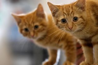 Two 13-week-old kittens