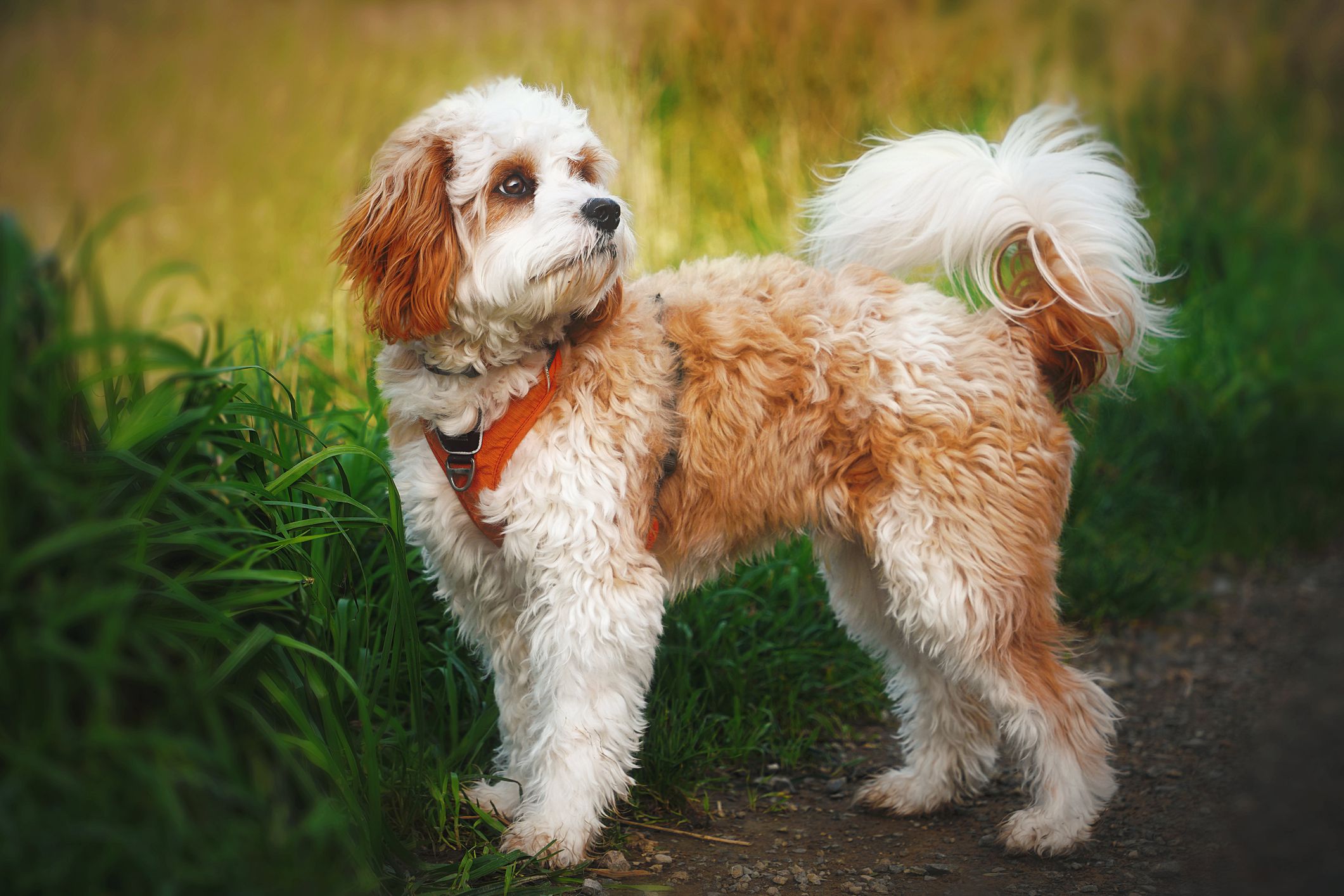 cavapoo dog