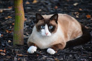 Snowshoe cat with distinct pointed markings