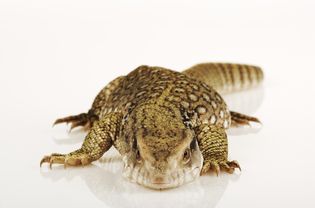 Savannah Monitor lizard, studio shot