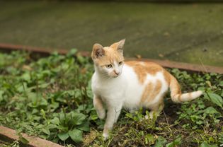 白色和橙色的猫在外面举起一条前腿。