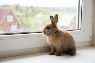 Pet rabbit gazing out the window