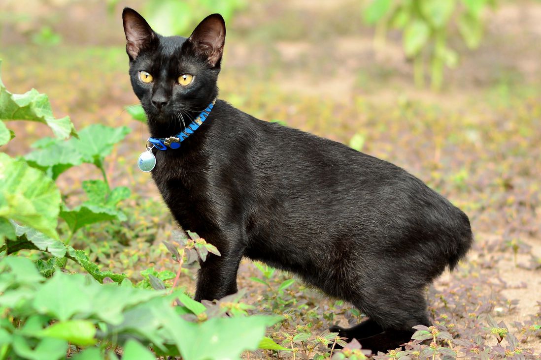 Side profile of a Japanese Bobtail cat outdoors