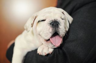 Bulldog puppy panting in man's arms