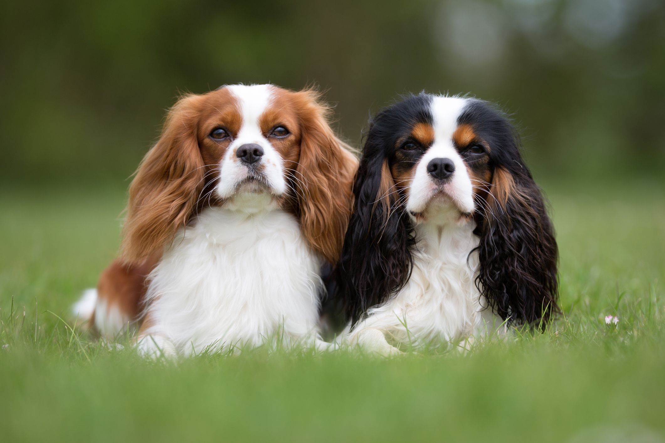 骑士查理国王猎犬