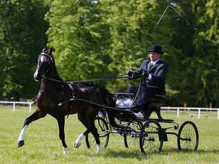 Bay Hackney Horse competing in a driving show.