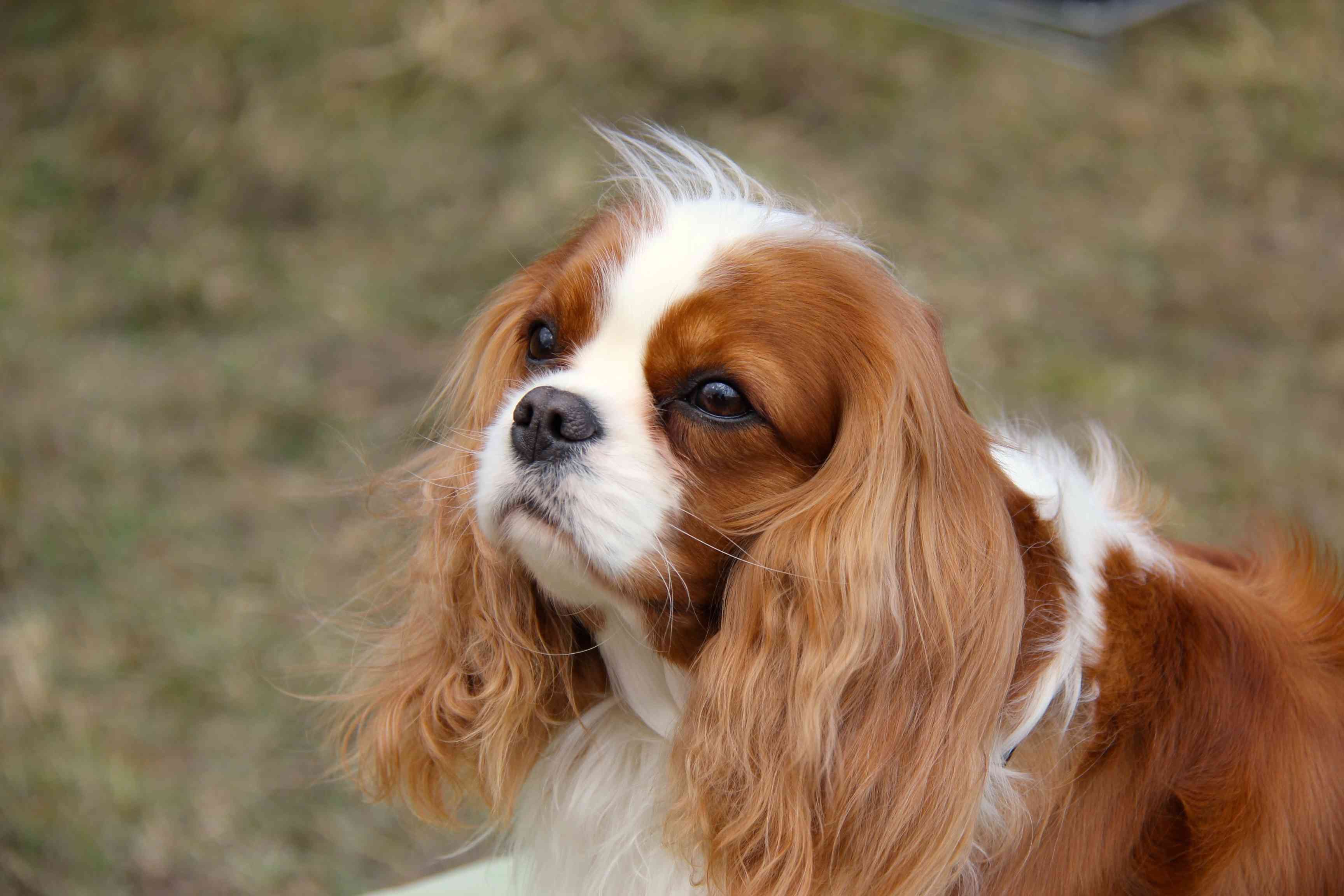 骑士查理王猎犬