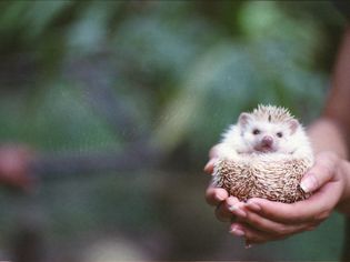 Hedgehog in hands