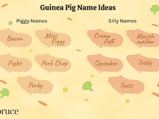 Guinea Pig Name Ideas