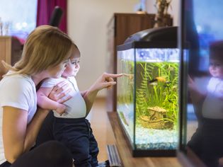 Person and their child looking at an aquarium displayed on a wooden surface