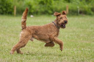 Irish Terrier running in the grass