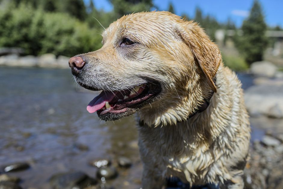 English Labrador by water