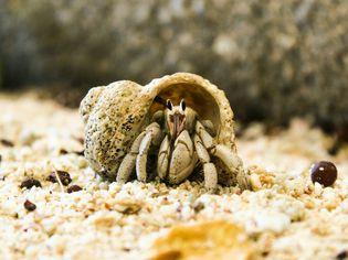 A close-up of a hermit crab