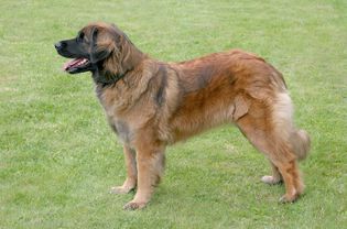 Leonberger (Leo)犬种站立侧影