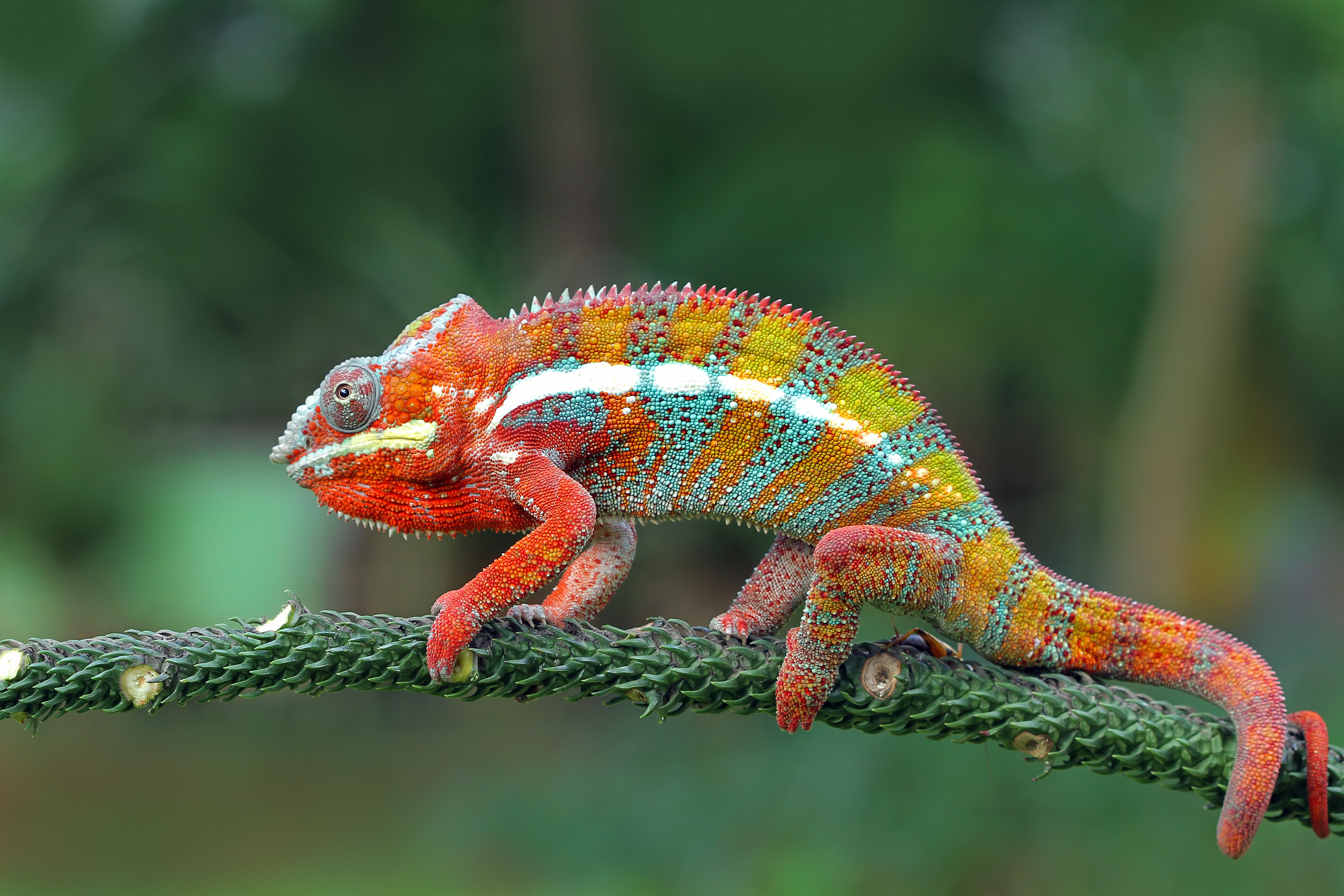 Panther Chameleon on a branch