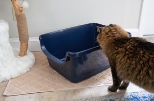 Frisco High Sided Cat Litter Box displayed on rug while cat looks inside