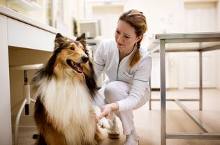 在动物医院的牧羊犬