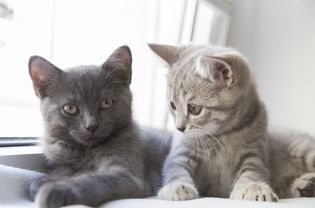 Two British shorthair kittens, one gray and one tabby