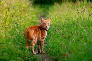 Orange cat outside