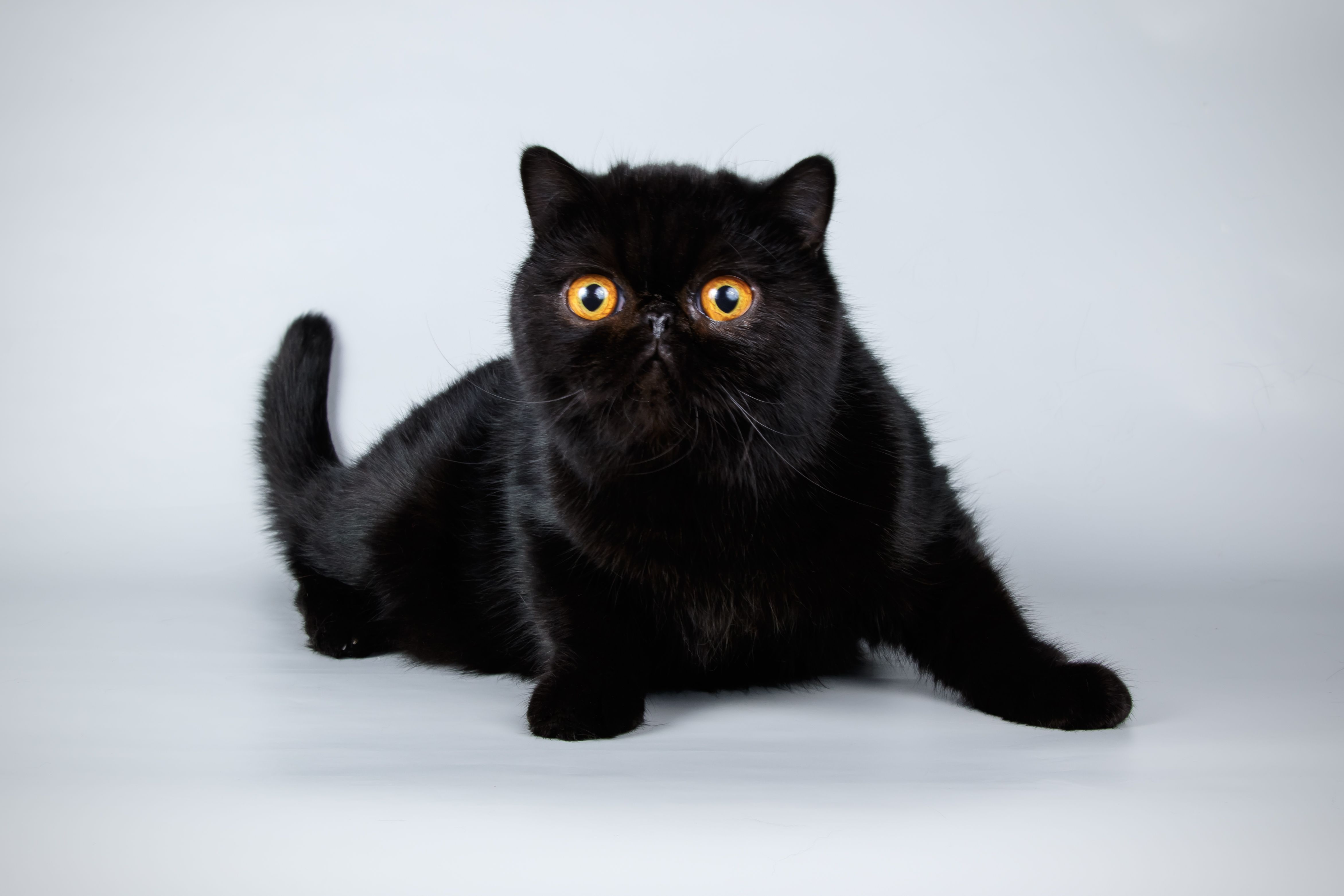 black exotic shorthair cat