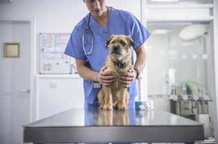 Mixed breed dog at a vet's office