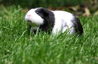 Guinea pig playing outside