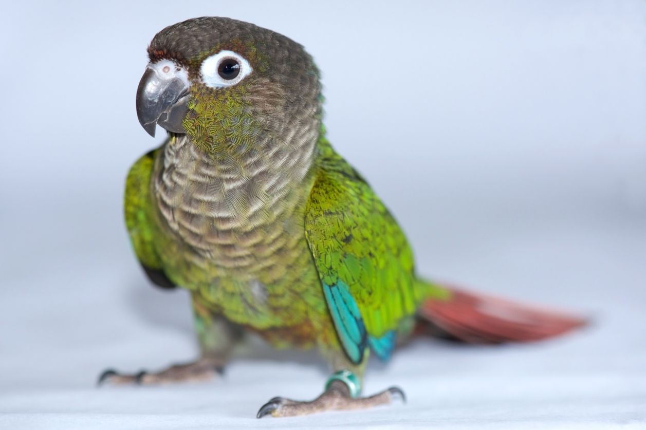 Green-cheeked conure