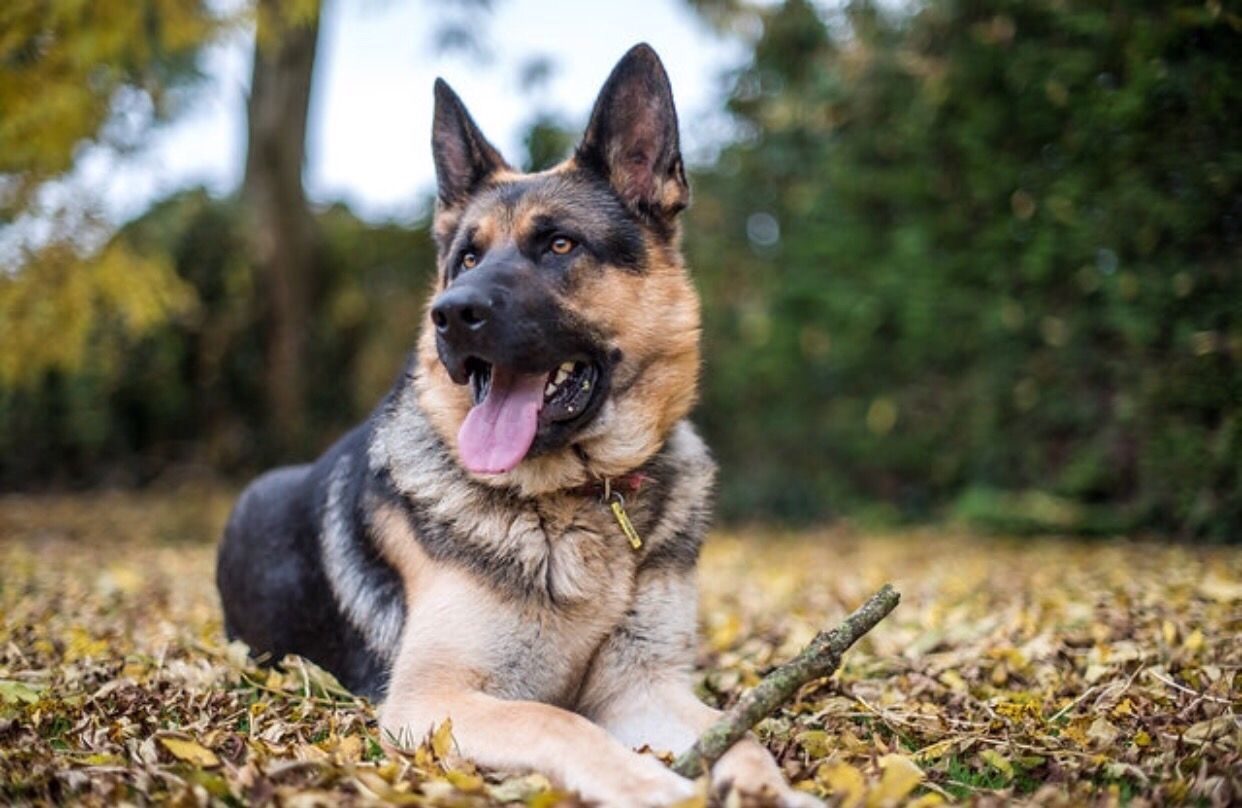 户外的德国牧羊犬