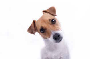 Jack Russell terrier cocking head at camera.