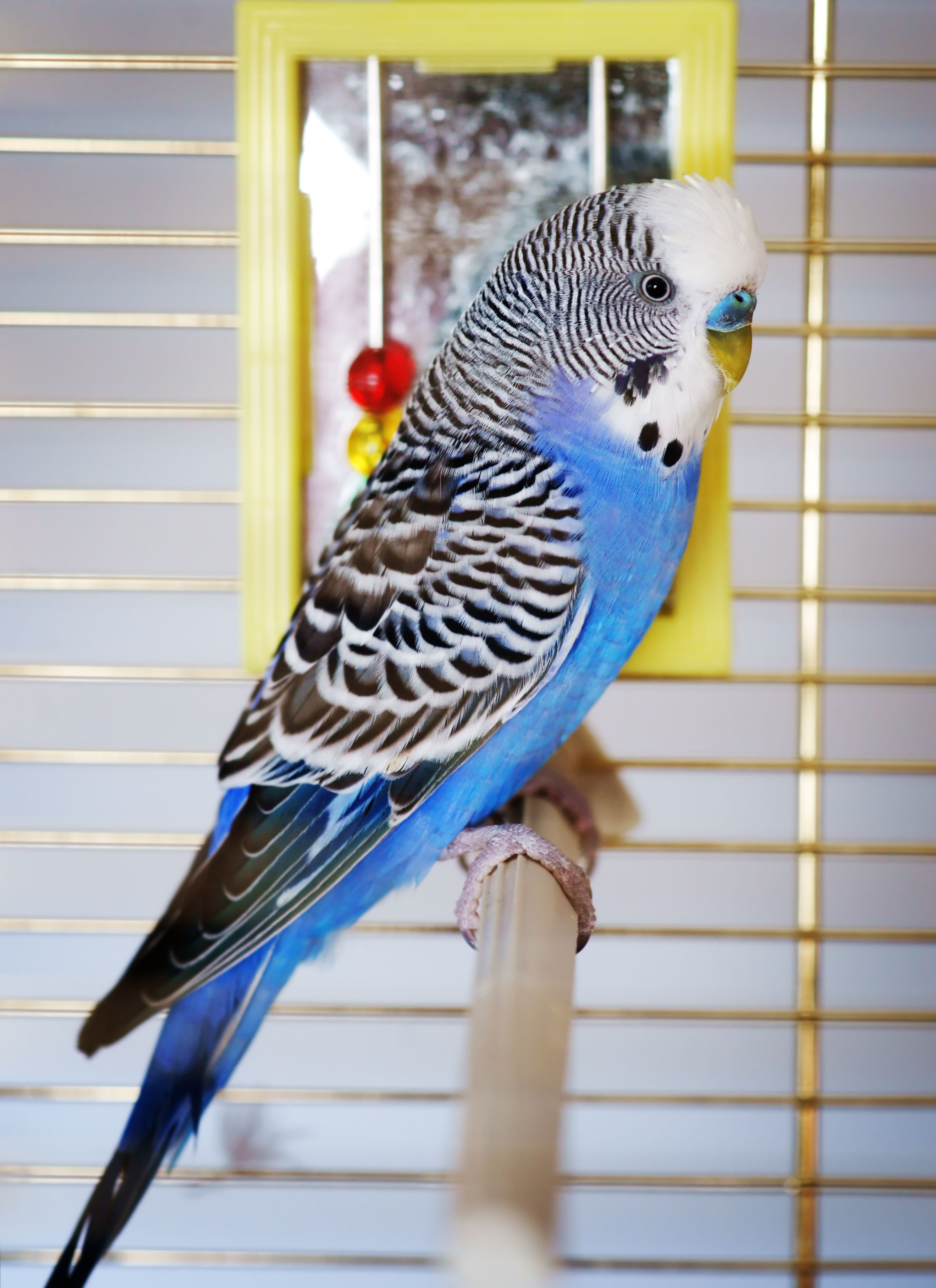 Parrot in a cage