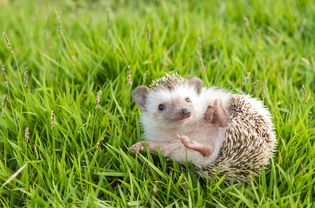 Hedgehog rolling in grass.