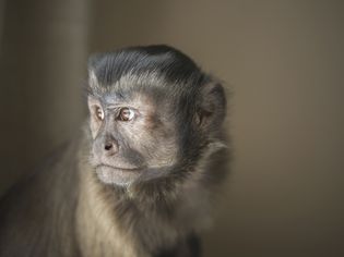 Capuchin monkey