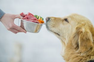 给金毛猎犬提供一碗生肉、切碎的胡萝卜和黄瓜。