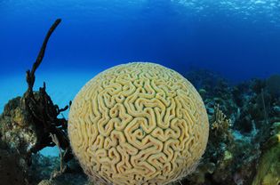 A brain coral.