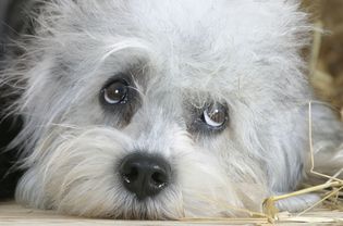 A close-up of a Dandie Dinmont Terrier.