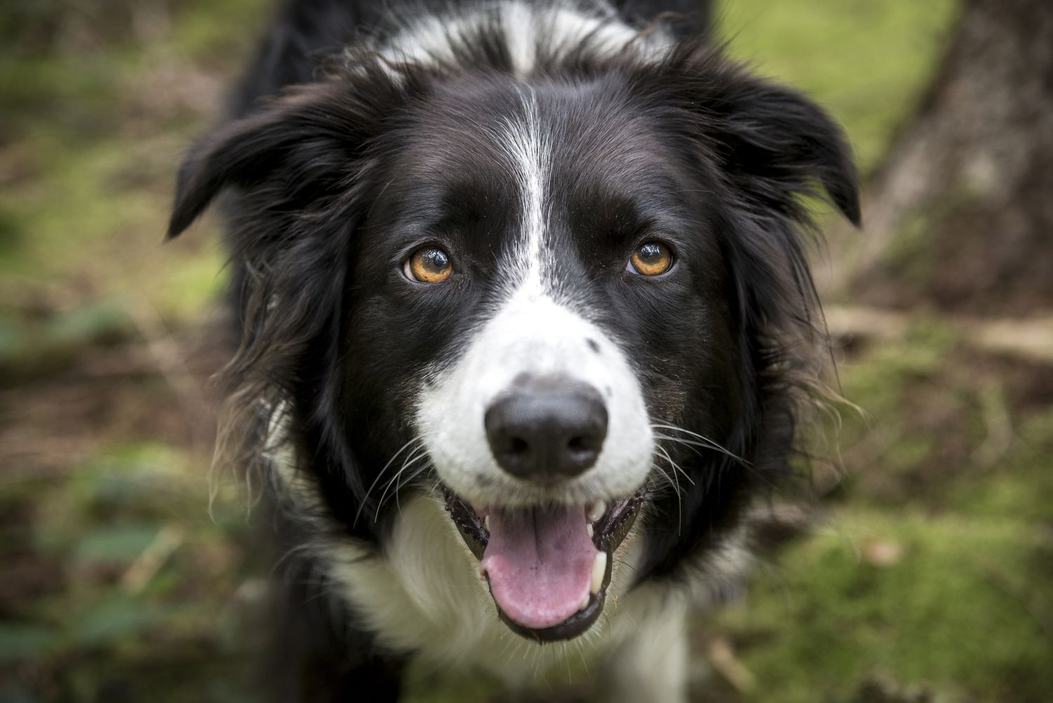 一只快乐的边境牧羊犬在树林里的特写镜头