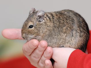 Degu in hands