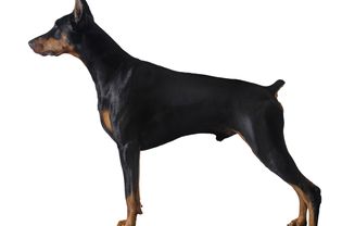 Profile of a standing black and rust doberman pinscher.