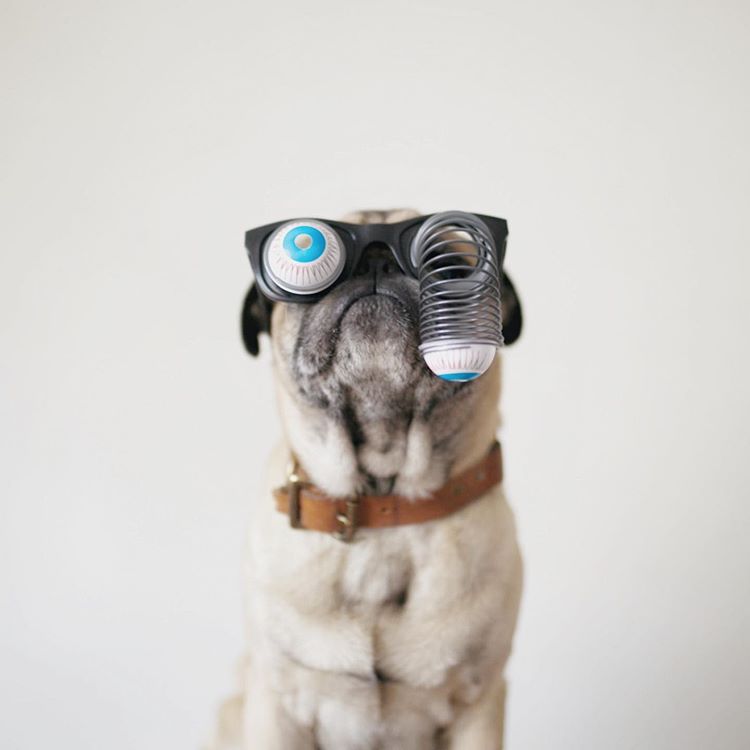 A pug in front of a white background wearing googly eye glasses.