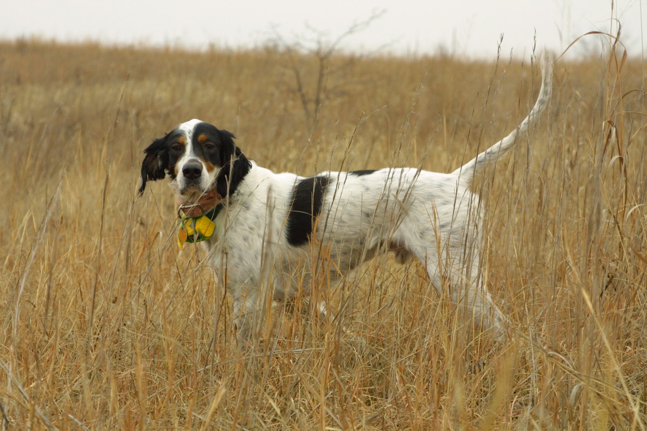 English setter in tall grasses