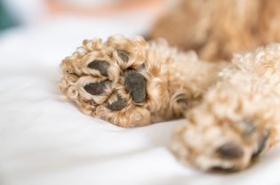 closeup of dog paws